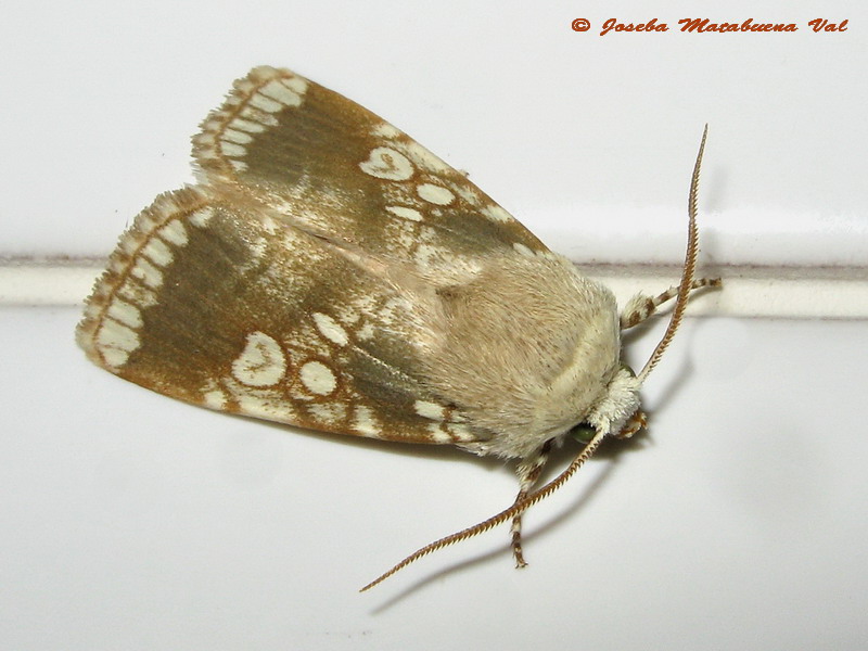 Dicycla oo - Noctuidae